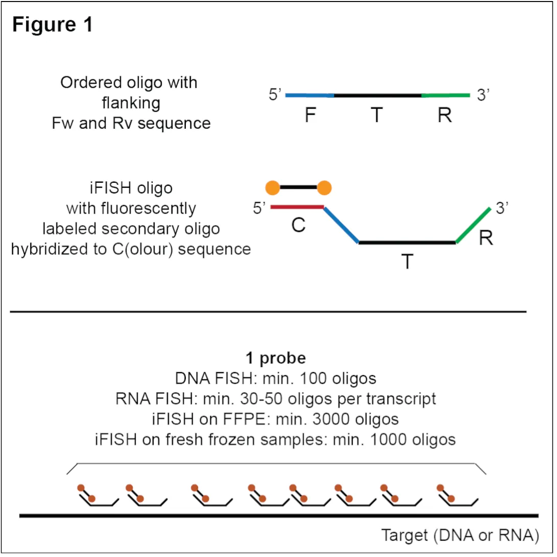 Oligo Figure